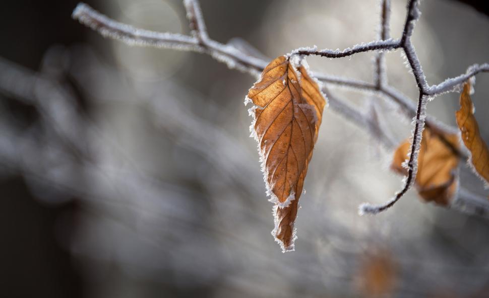 Free Image of A brown leaf on a branch with snow on it 