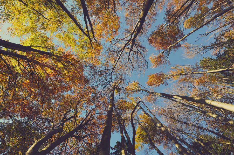 Free Image of Looking up view of trees with blue sky 