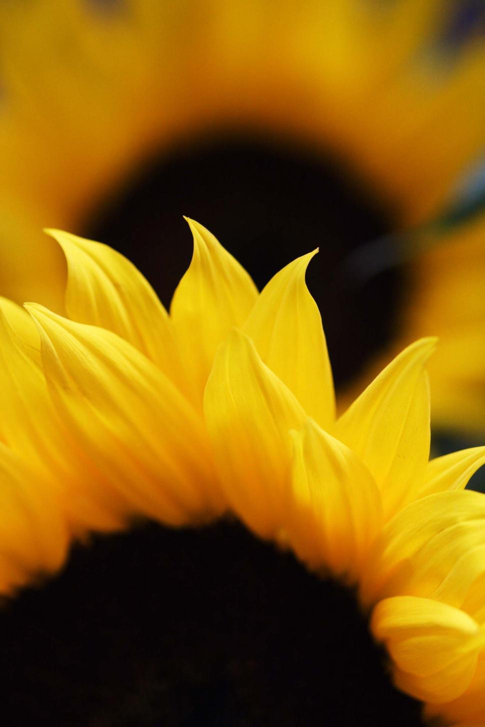 Free Image of Two Sunflowers 