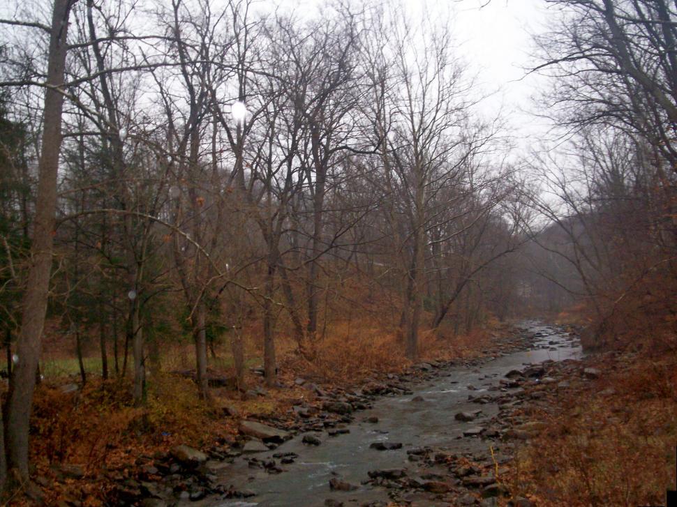 Free Image of Stream Flowing Through Dense Forest 