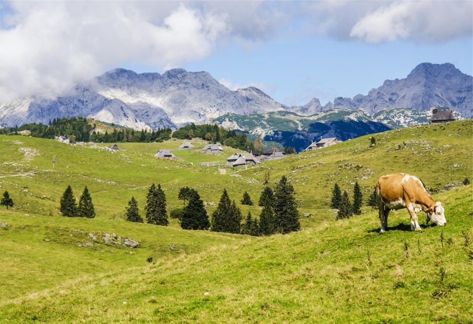 Free Image of A cow grazing on a grassy hill 