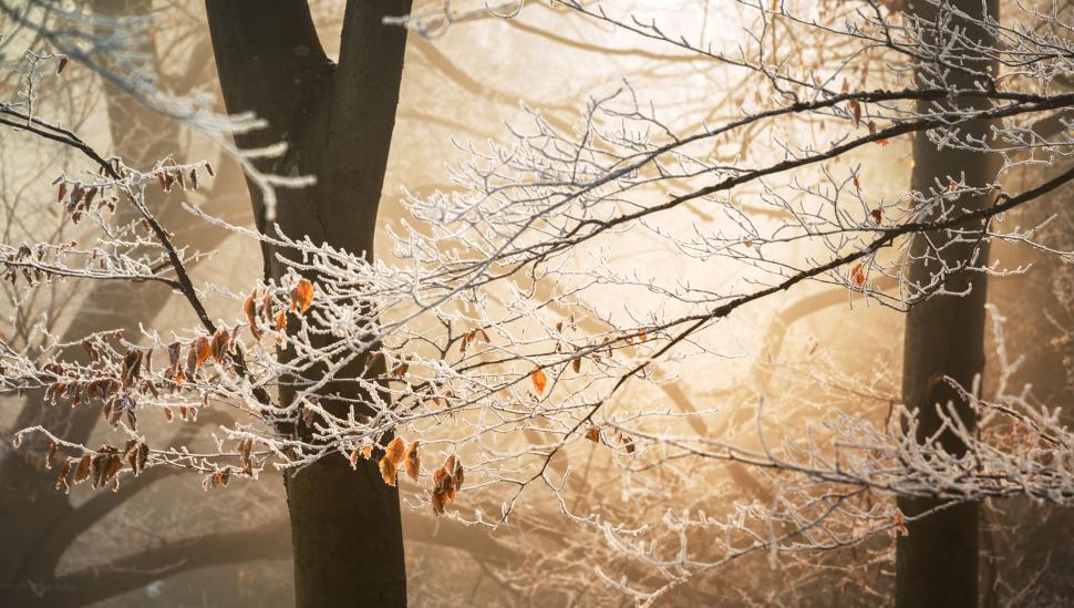 Free Image of A tree with frost on it 