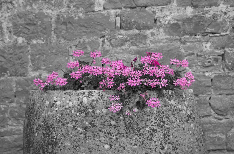Free Image of A planter with pink flowers 