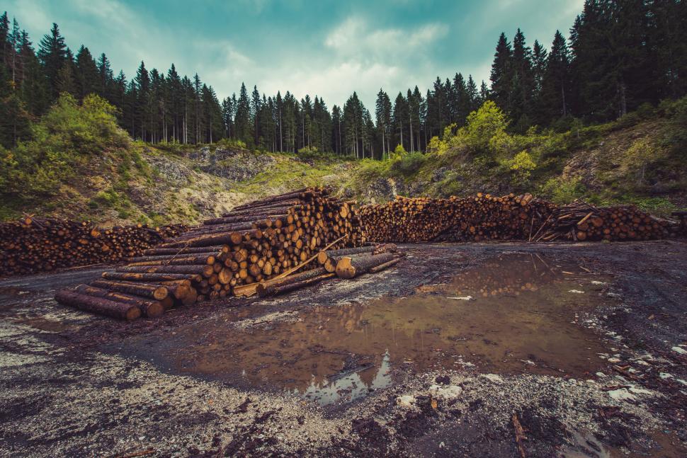 Free Image of A pile of logs in a forest 