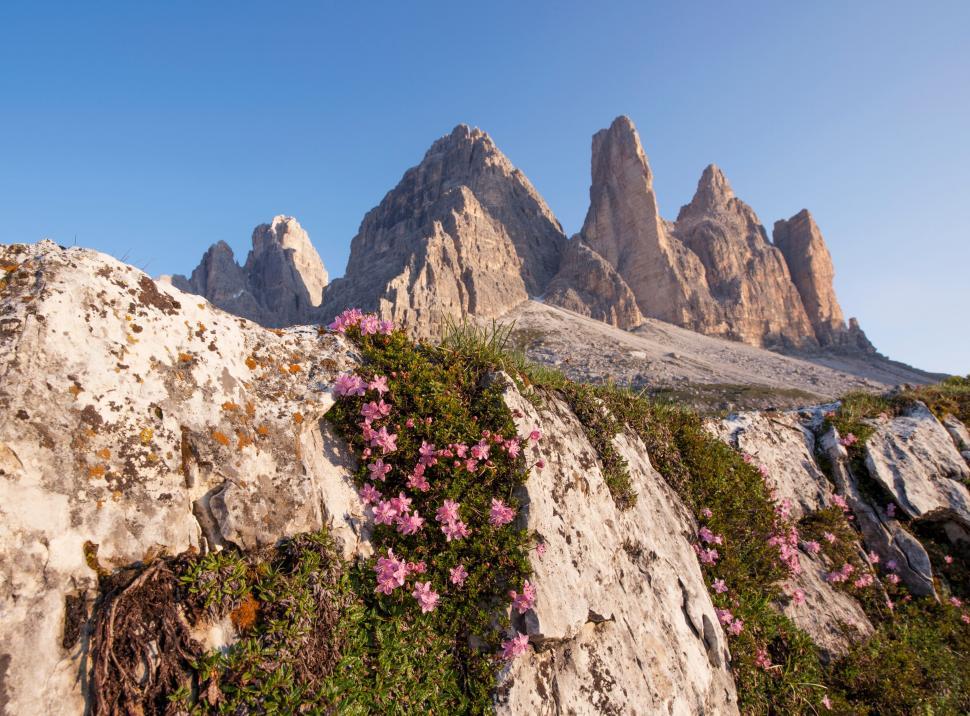 Free Image of A rock wall with flowers growing on it 