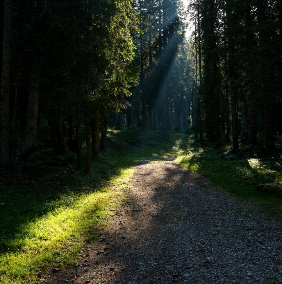 Free Image of A path through a forest with trees 