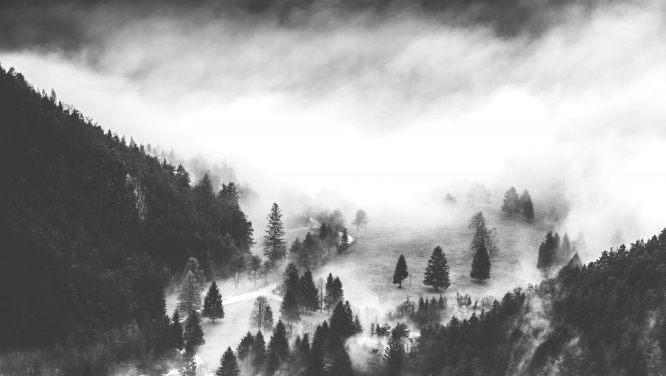 Free Image of A foggy landscape with trees and a road 