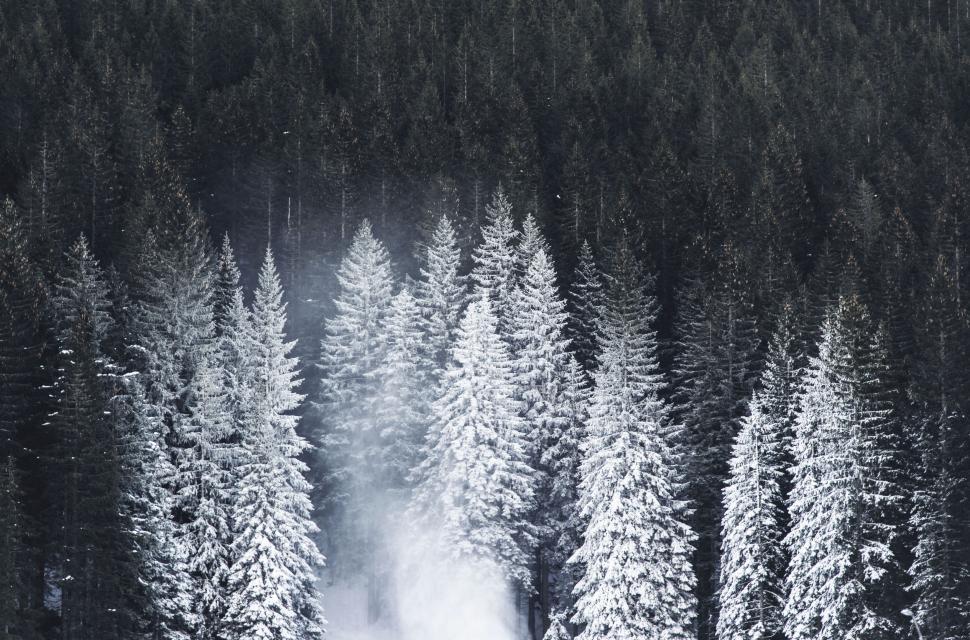 Free Image of A snow covered trees in a forest 
