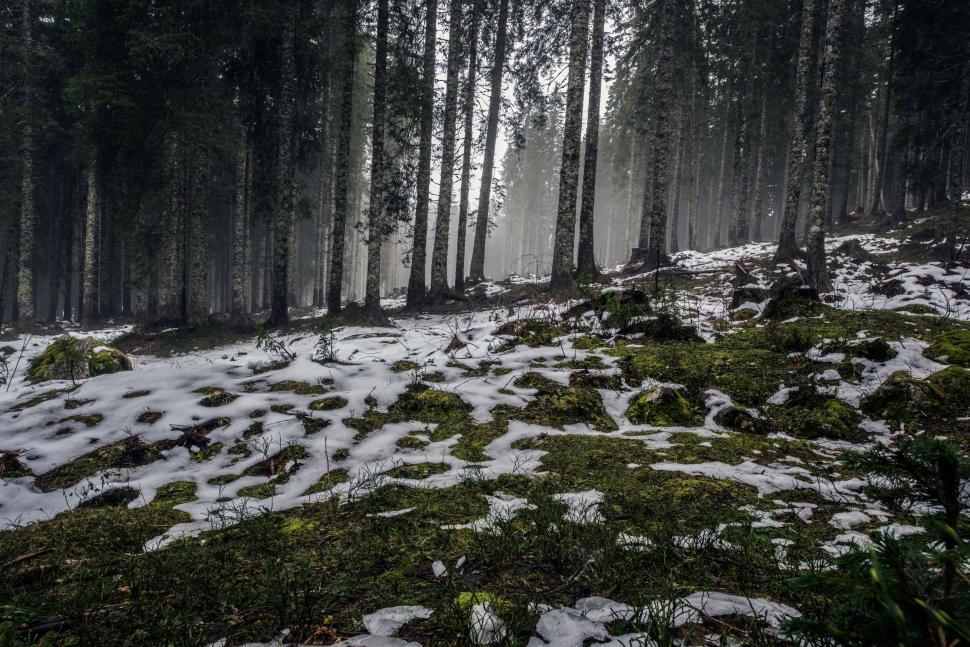 Free Image of A snowy forest with trees 