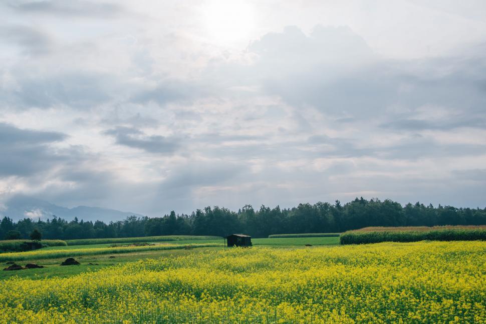 Free Image of A field of yellow flowers with a hut in the background 