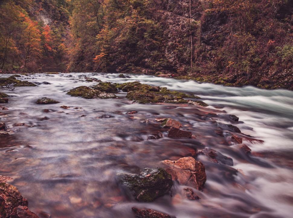 Free Image of A river flowing through a forest 