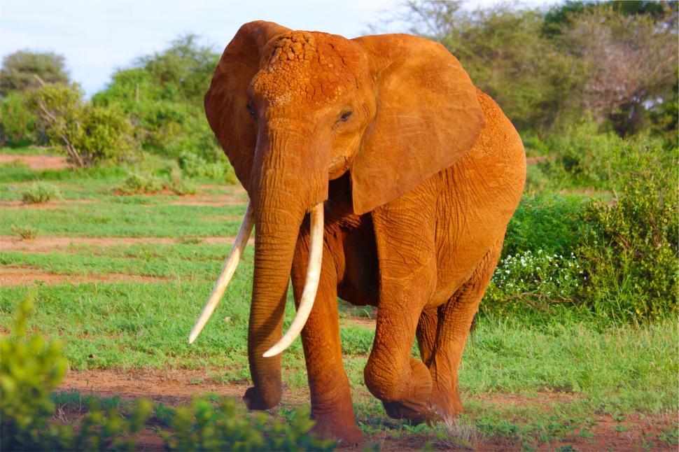Free Image of An elephant with tusks walking in the grass 