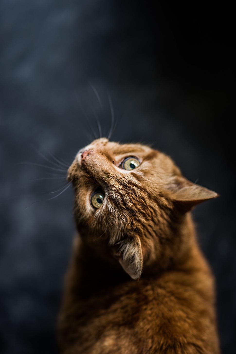 Free Image of A cat looking up with its head up 
