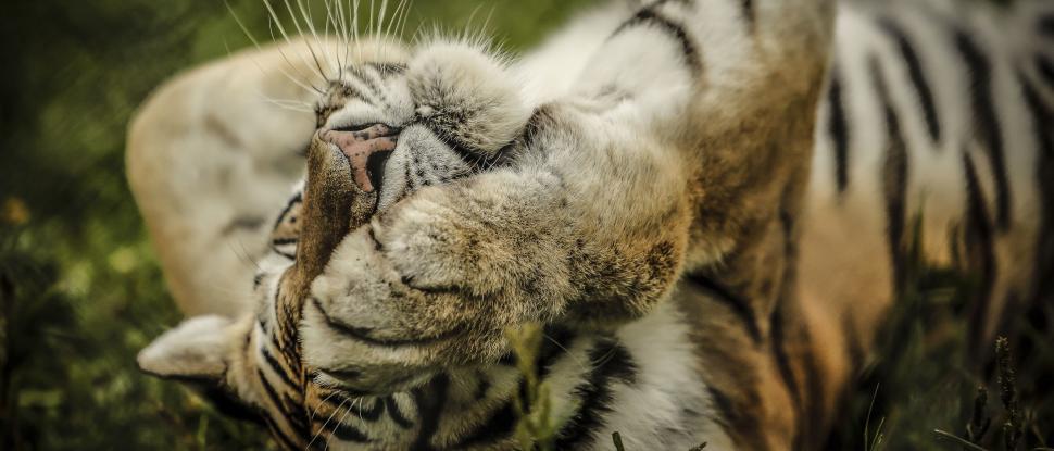 Free Image of A tiger lying down with its face down 