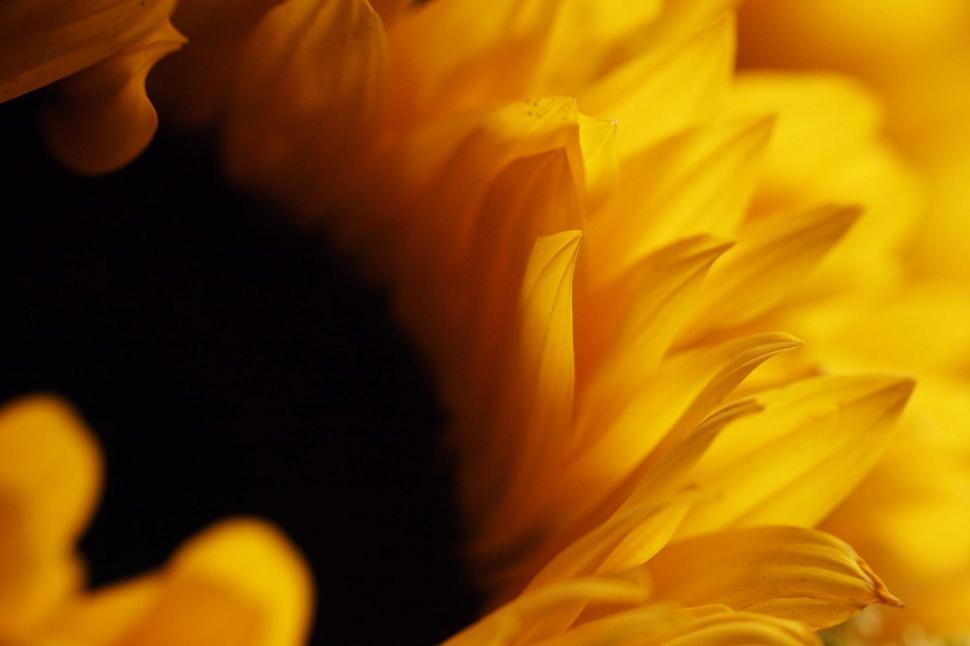Free Image of Sunflower Detail 