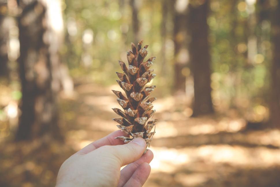 Free Image of A hand holding a pine cone in the woods 