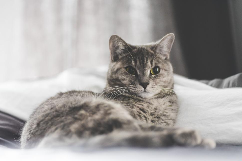 Free Image of A cat lying on a white blanket 