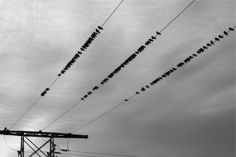 Free Image of A group of birds on power lines 