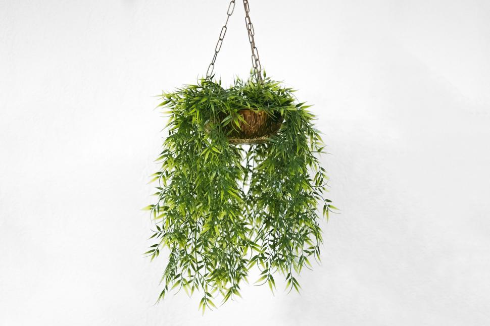 Free Image of wall plant orchids hanging plants white pot decor outdoor green steel chain 