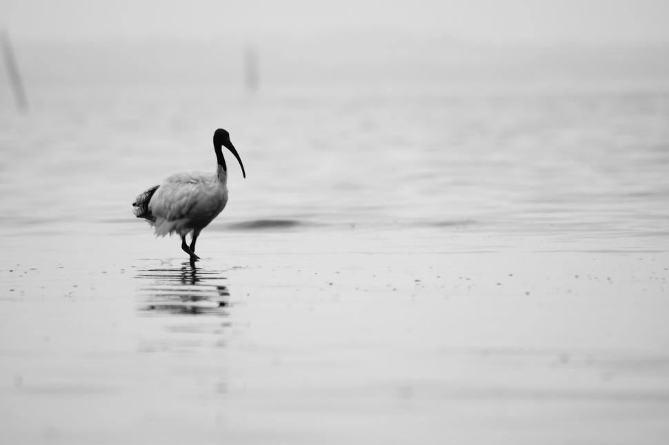 Free Image of A bird standing in water 