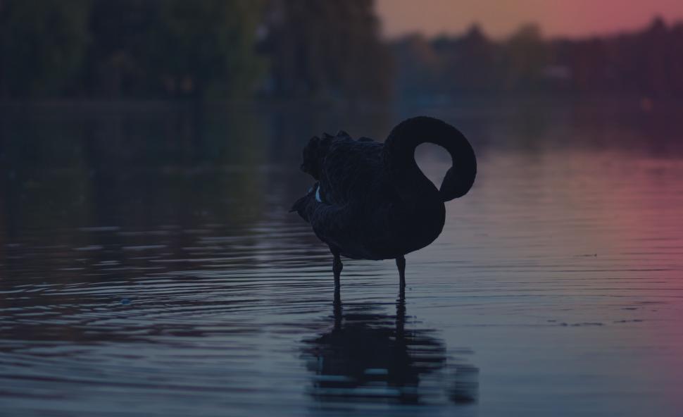 Free Image of A black swan standing in water 