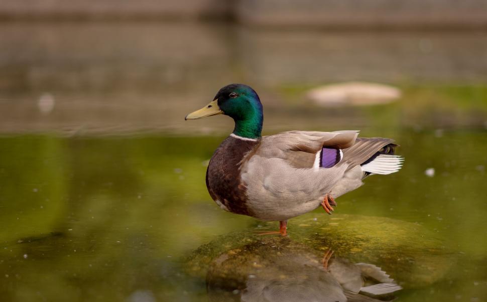Free Image of A duck standing on a rock in water 