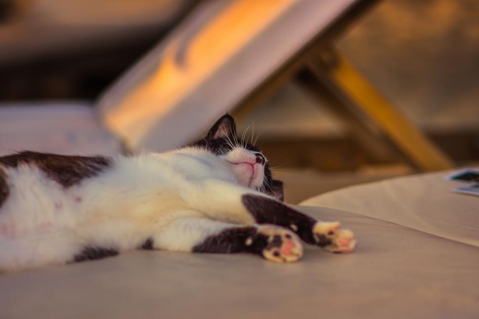 Free Image of A cat lying on a couch 