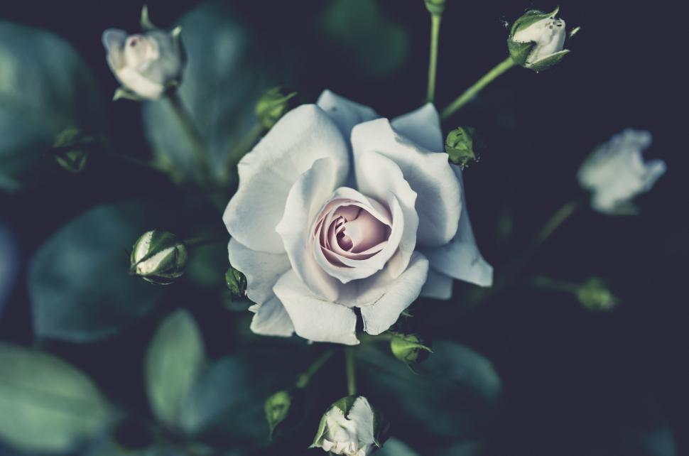 Free Image of A white rose with buds 
