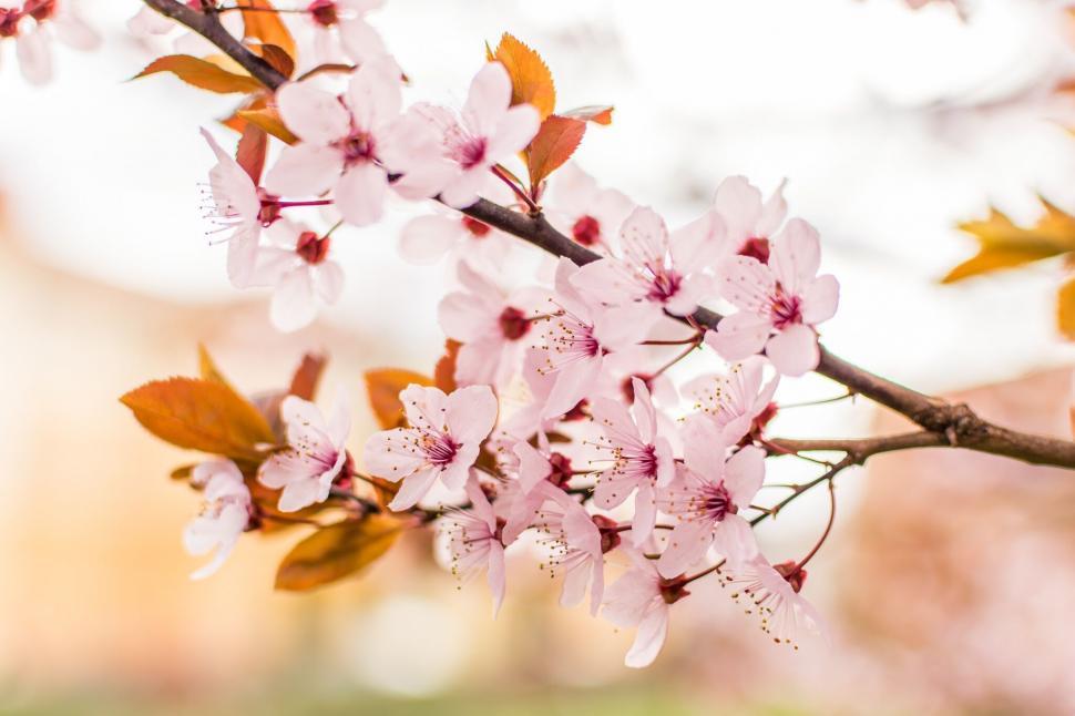 Free Image of A branch with pink flowers 