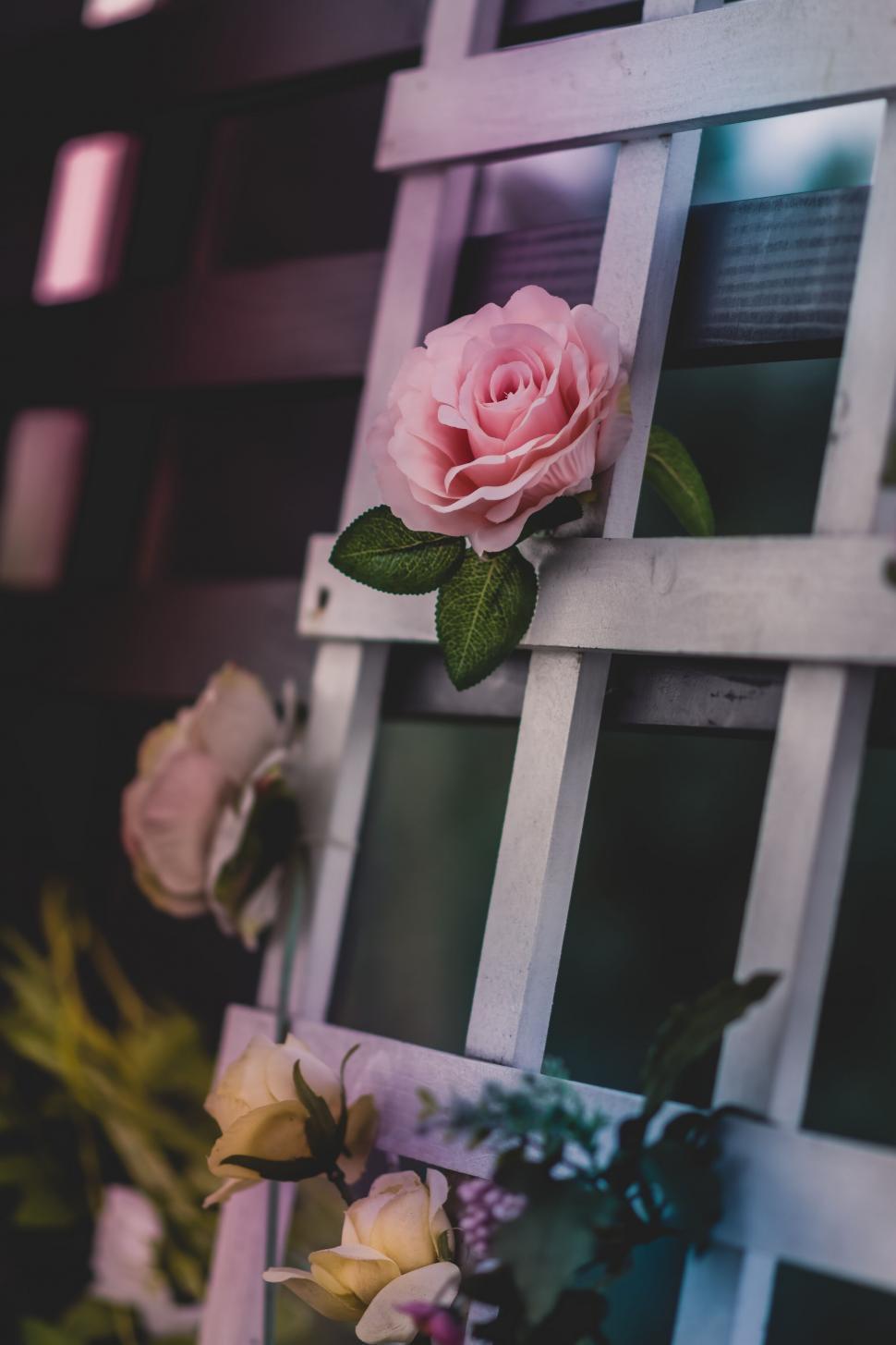 Free Image of A pink flower on a white ladder 
