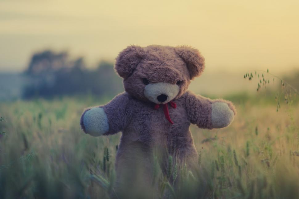 Free Image of A teddy bear in a field 