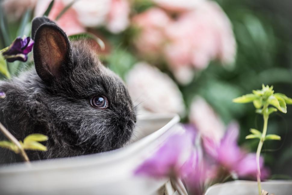 Free Image of A rabbit in a white bowl 