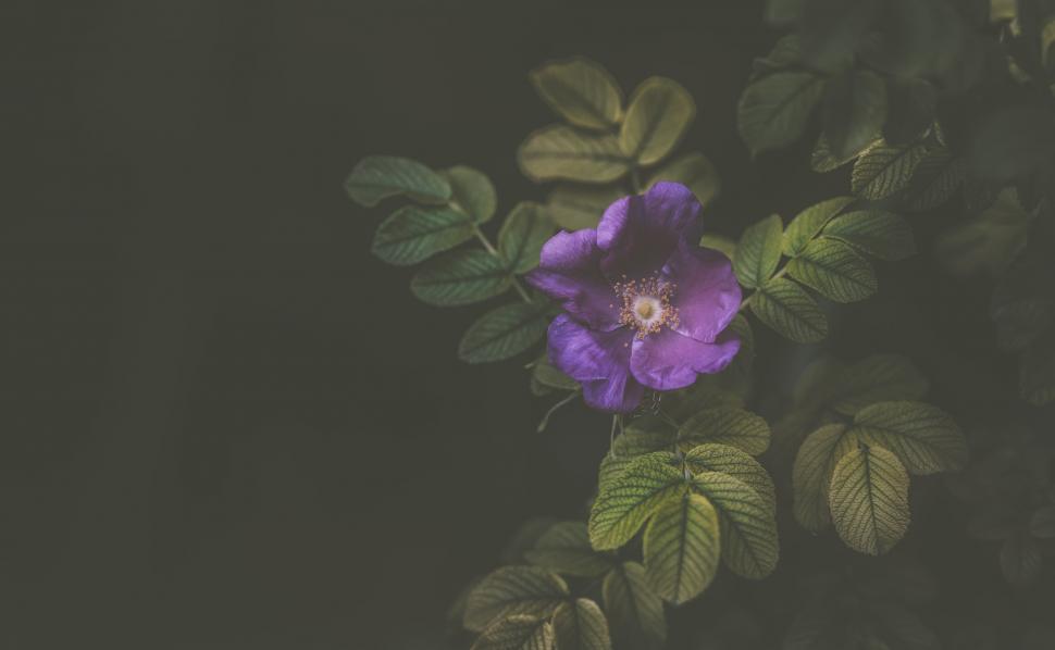 Free Image of A purple flower on a plant 