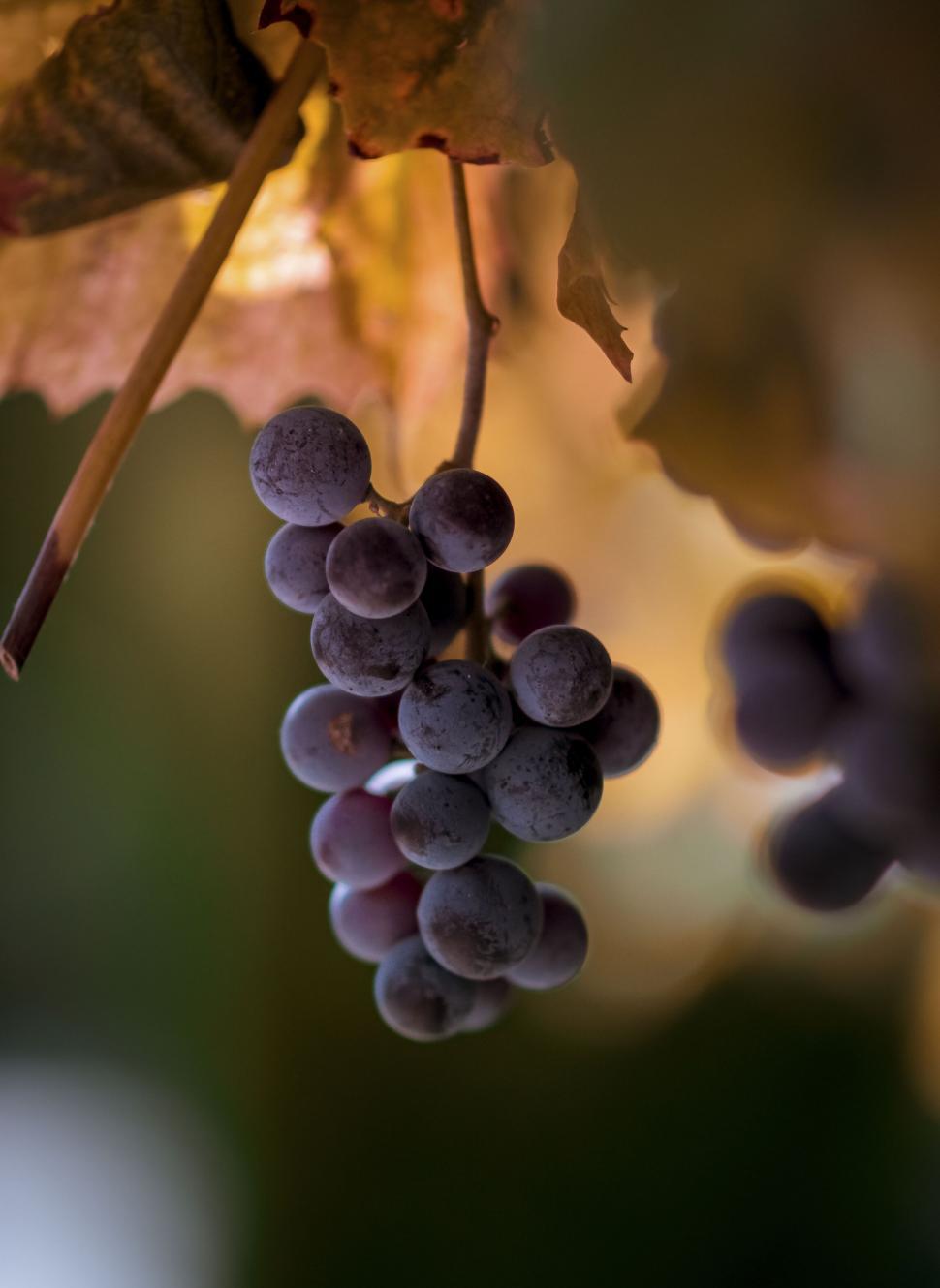 Free Image of A bunch of grapes on a vine 