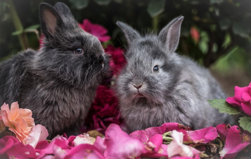 Free Image of Two rabbits on a bed of pink flowers 
