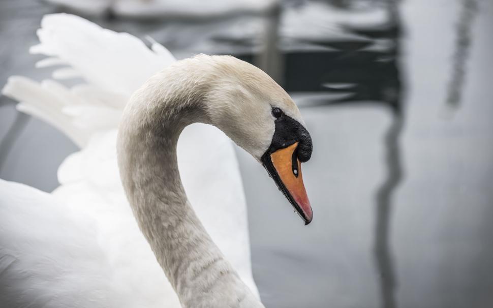Free Image of A white swan with orange beak 