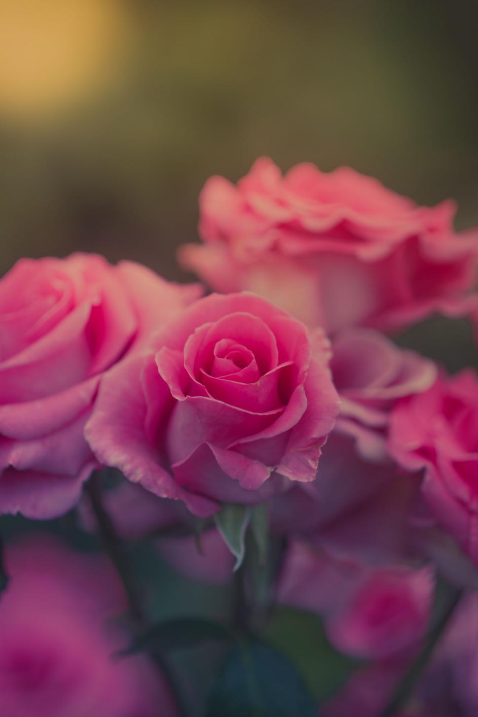 Free Image of A group of pink roses 