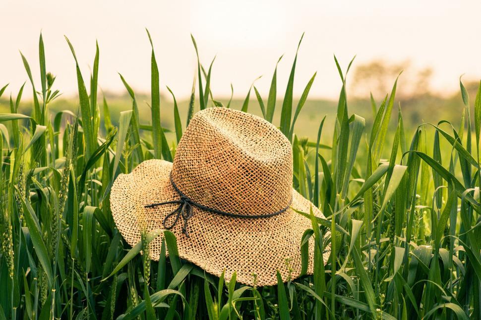 Free Image of A hat in a field of tall grass 