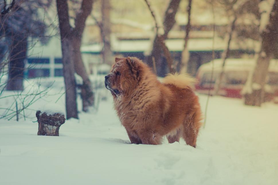 Free Image of A dog standing in the snow 