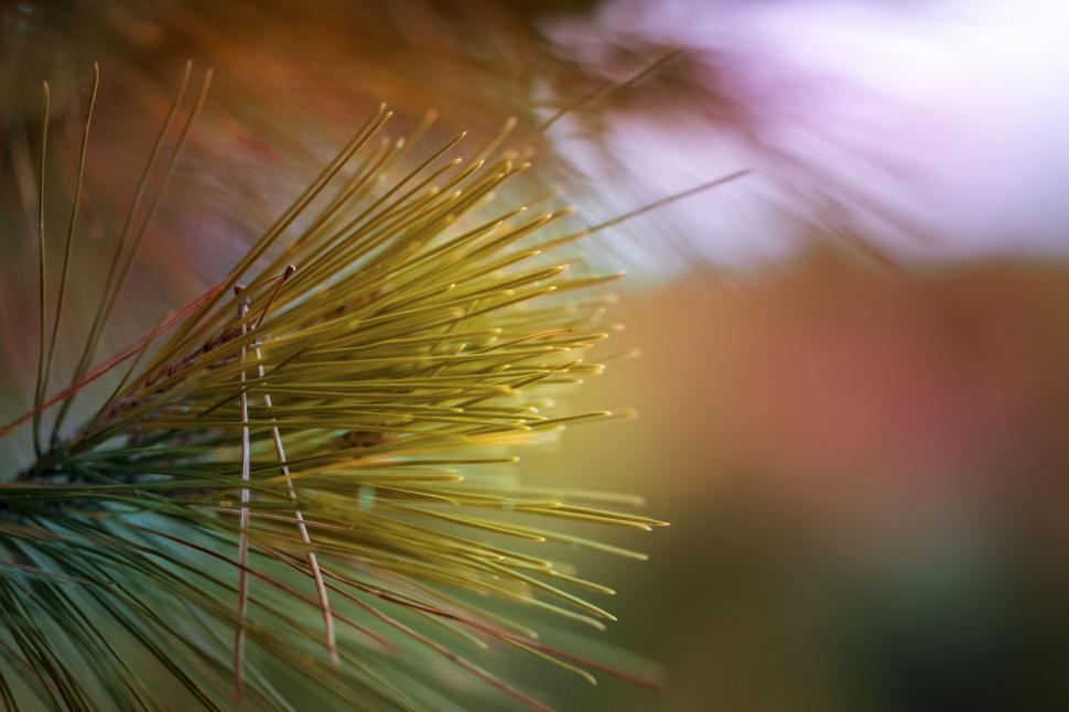 Free Image of Close up of a pine tree branch 