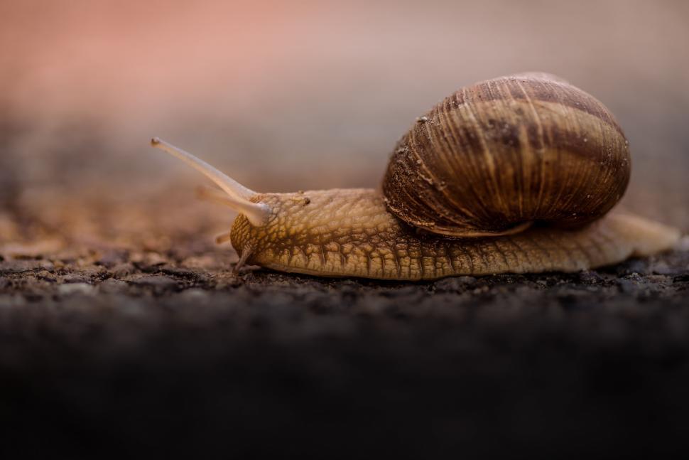 Free Image of A snail on the ground 