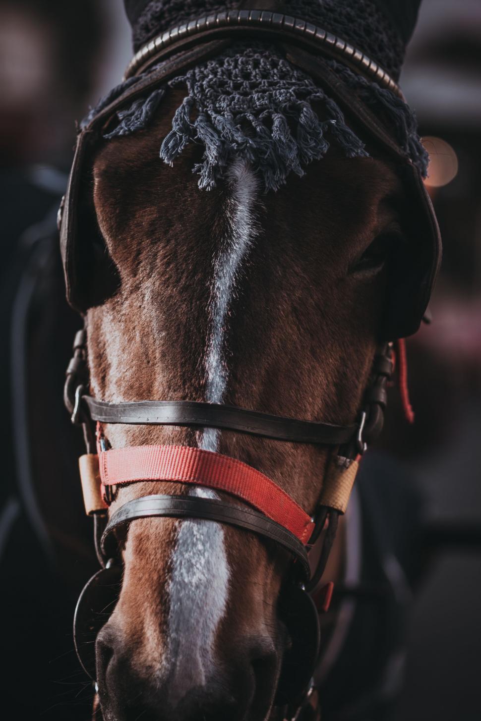Free Image of A horse wearing a bridle 