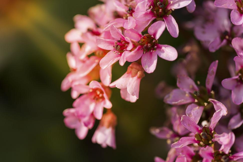 Free Image of A close up of pink flowers 