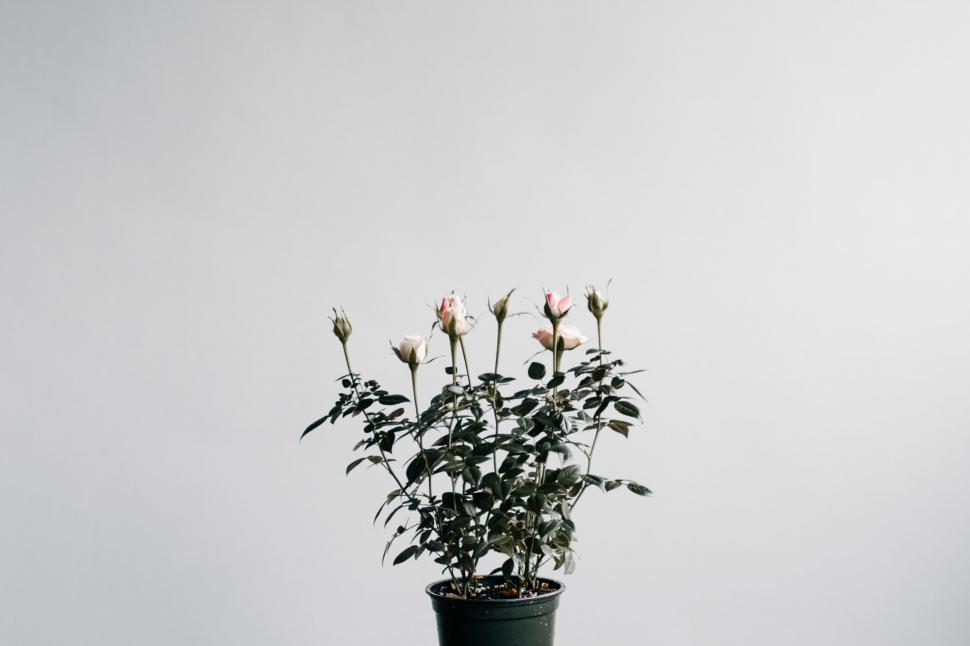 Free Image of A potted plant with pink flowers 