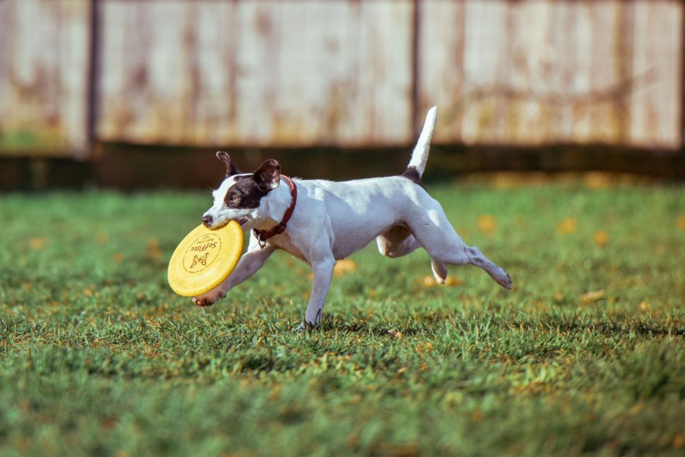 Free Image of A dog running with a frisbee in its mouth 
