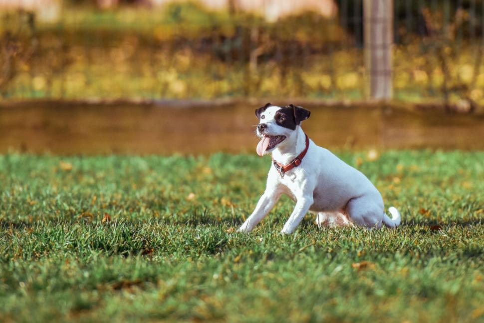 Free Image of A dog sitting on grass 