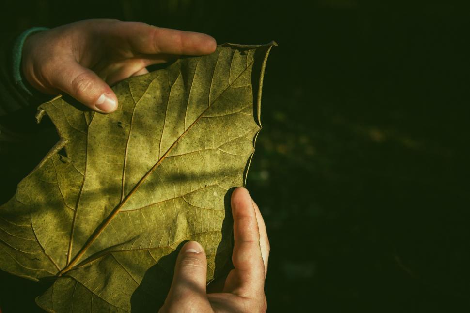 Free Image of A person holding a leaf 