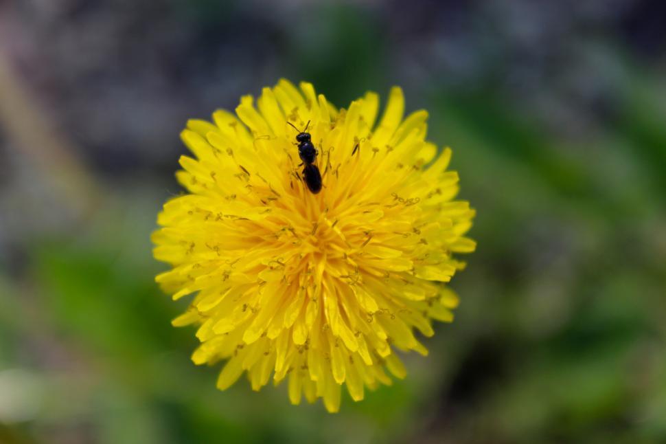 Free Image of A black insect on a yellow flower 