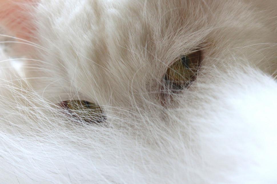 Free Image of A close up of a cat s eyes 
