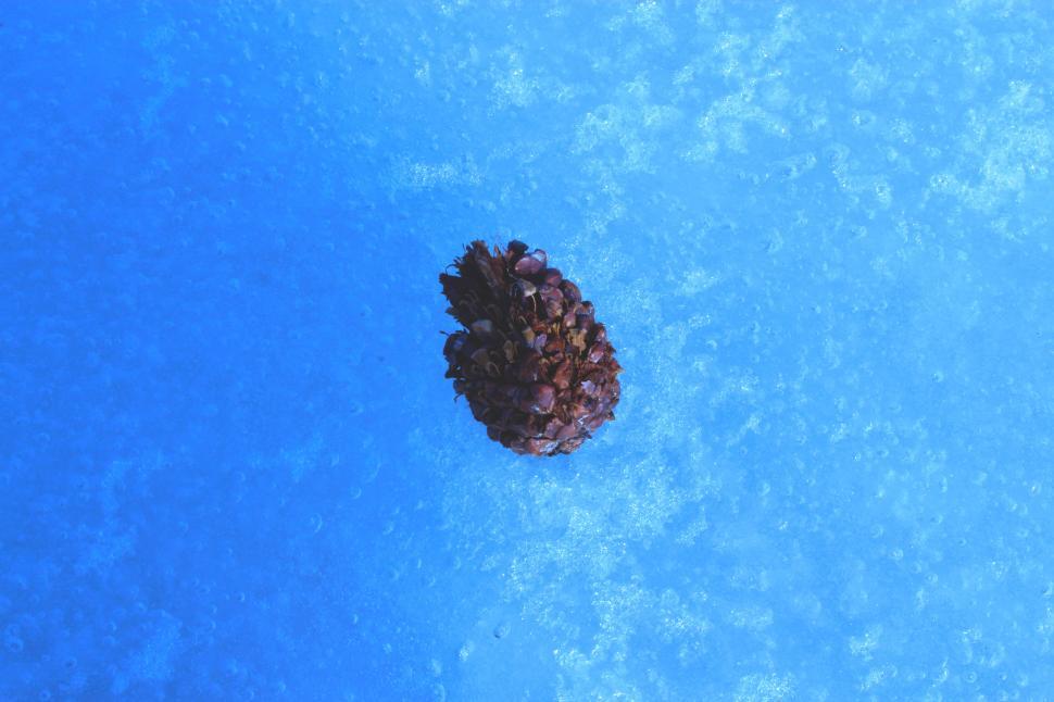Free Image of A pine cone in the water 